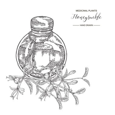 Çiçekli hanımeli dalı. Lonicera japonica. Tıbbi bitkiler el çizilmiş. Vektör botanik illüstrasyon. Siyah beyaz grafik.