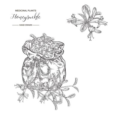 Çiçek ve çilek ile Hanımeli dalı. Lonicera japonica. Tıbbi bitkiler el çizilmiş. Vektör botanik illüstrasyon. Siyah beyaz grafik.
