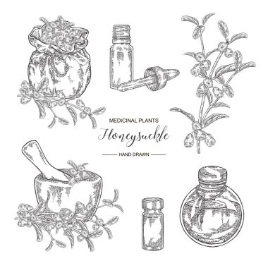 Hanımeli bitki seti. Çiçekler ve meyveler. Lonicera japonica. Tıbbi bitkiler el çizilmiş. Vektör botanik illüstrasyon. Siyah beyaz grafik.