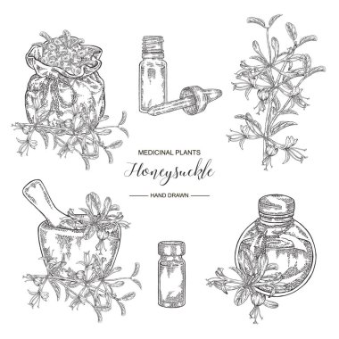 Hanımeli bitki seti. Çiçekler ve meyveler. Lonicera japonica. Tıbbi bitkiler el çizilmiş. Vektör botanik illüstrasyon. Siyah beyaz grafik.