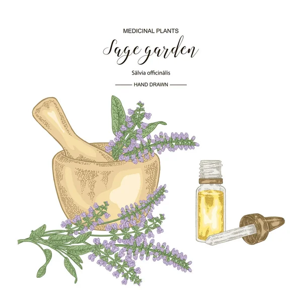 Flores de jardín de salvia y hojas con mortero y botella de vidrio de aceite. Plantas médicas dibujadas a mano. ilustración botánica vectorial . — Vector de stock