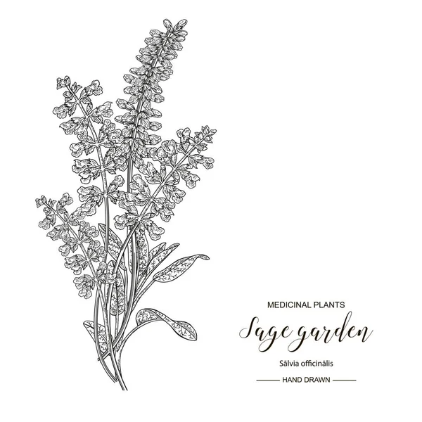 Salvia fiori da giardino e foglie isolate su sfondo bianco. Piante mediche disegnate a mano. Illustrazione botanica vettoriale. Stile di incisione . — Vettoriale Stock