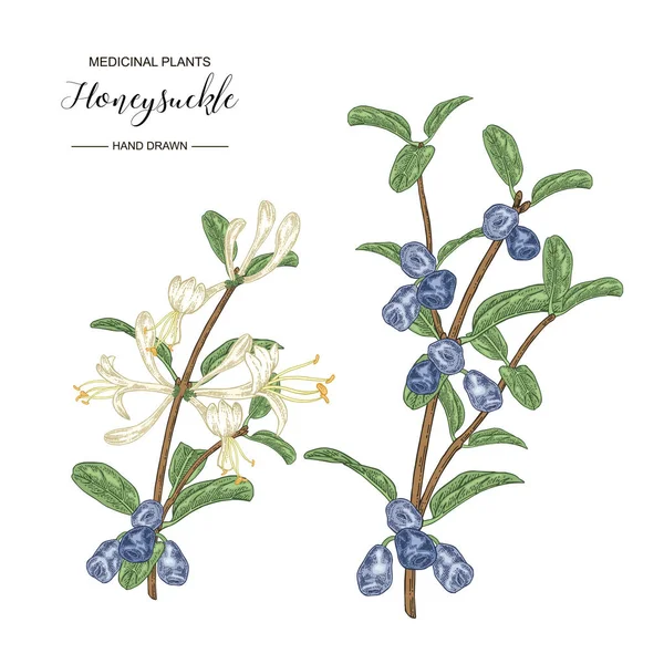 Çiçek ve olgun çilek ile Hanımeli dalı. Lonicera japonica. Tıbbi bitkiler el çizilmiş. Vektör botanik illüstrasyon. 