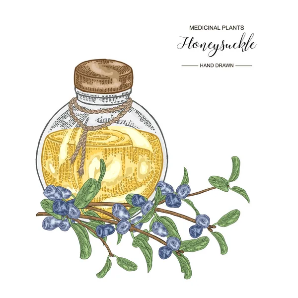 Olgun çilek ve cam şişe ile Hanımeli dalı. Lonicera japonica. Tıbbi bitkiler el çizilmiş. Vektör botanik illüstrasyon. 