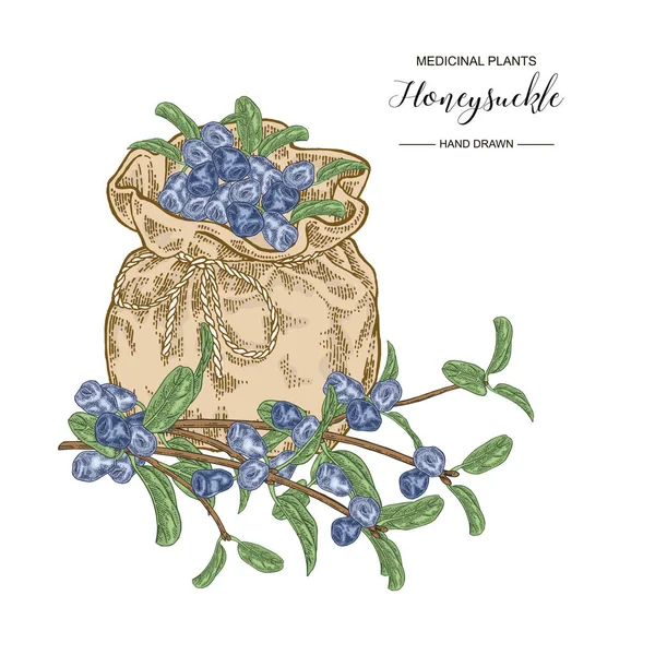 Olgun çilek ve tekstil torbası ile Hanımeli dalı. Lonicera japonica. Tıbbi bitkiler el çizilmiş. Vektör botanik illüstrasyon. 
