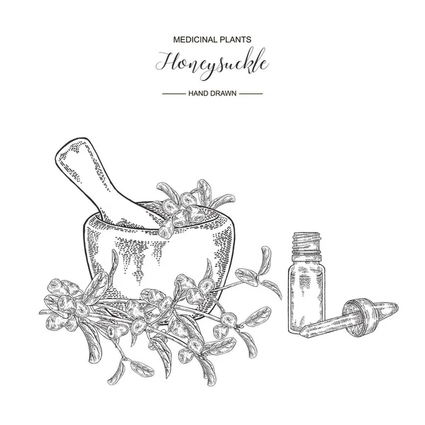 Hanımeli dalı olgun meyveleri ve ahşap harç. Lonicera japonica. Tıbbi bitkiler el çizilmiş. Vektör botanik illüstrasyon. Siyah beyaz grafik.