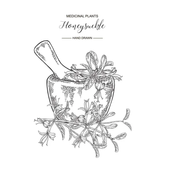 Çiçek ve ahşap harç ile Hanımeli dalı. Lonicera japonica. Tıbbi bitkiler el çizilmiş. Vektör botanik illüstrasyon. Siyah beyaz grafik.