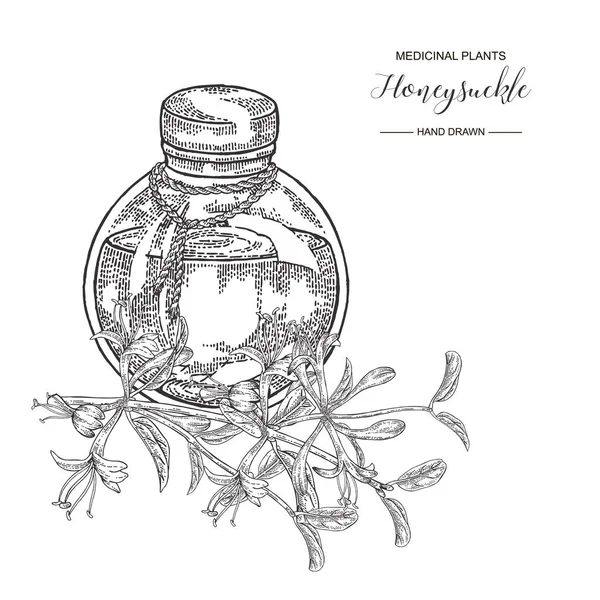 Çiçekli hanımeli dalı. Lonicera japonica. Tıbbi bitkiler el çizilmiş. Vektör botanik illüstrasyon. Siyah beyaz grafik.