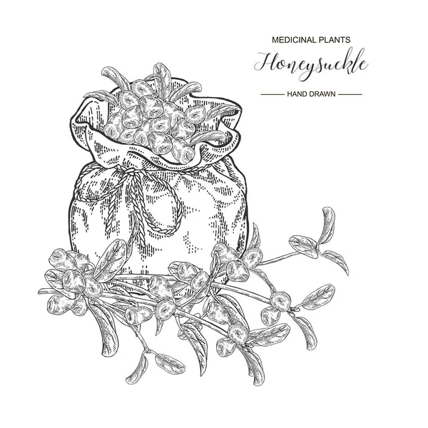 Çilek ile Hanımeli dalı. Lonicera japonica. Tıbbi bitkiler el çizilmiş. Vektör botanik illüstrasyon. Siyah beyaz grafik.