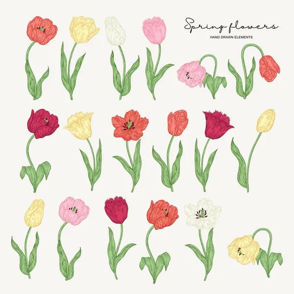 Ręcznie rysowane czerwone, różowe; żółte, białe tulipany. Wiosna kwiatów zestaw. Rośliny ogrodowe. Ilustracja wektorowa botaniczna. — Wektor stockowy