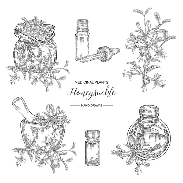 Hanımeli bitki seti. Çiçekler ve meyveler. Lonicera japonica. Tıbbi bitkiler el çizilmiş. Vektör botanik illüstrasyon. Siyah beyaz grafik.