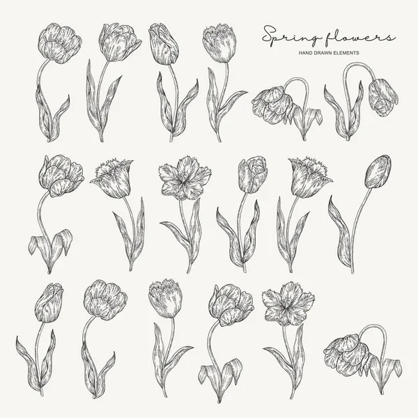 Hand drawn inked tulips. Spring flowers set. Garden plants. Botanical vector illustration. Engraving style. — Stock Vector