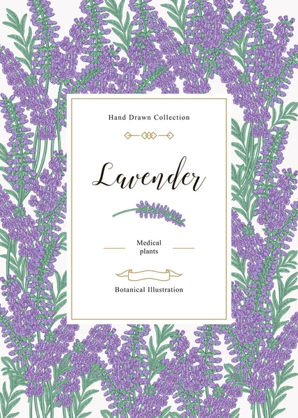 ラベンダーの背景。カラフルなラベンダーの葉と花。医療および化粧品のハーブ。ベクトルイラストボタニカル. — ストックベクタ
