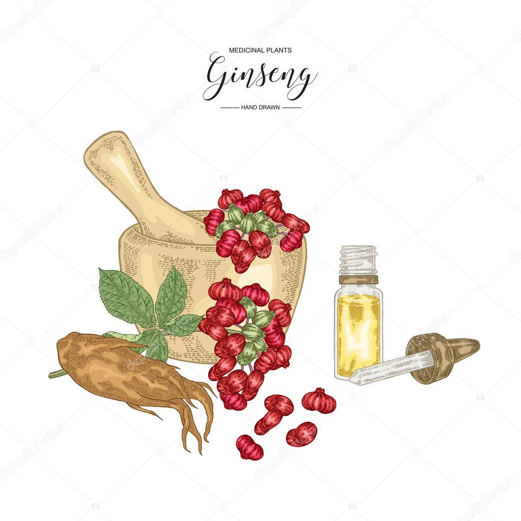 Panax Ginseng set. Ginseng root, leaves, berries with mortar and glass bottle isolated on white background. Medicinal plant collection. Colorful vector illustration.