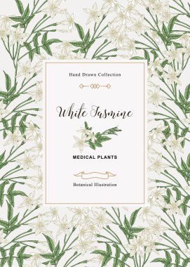 White jasmine background, Jasminum officinale flowers and leaves. Medical plants hand drawn. Vector botanical illustration. clipart