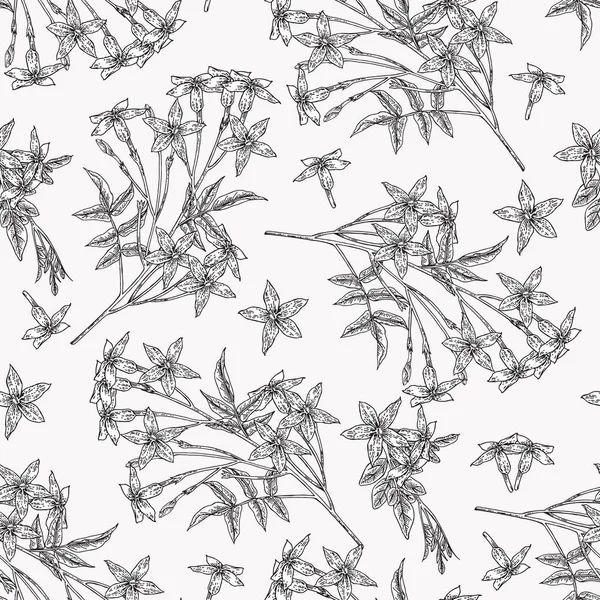 Patrón de jazmín blanco sin costuras. Jasminum officinale flores y hojas. Plantas de verano dibujado a mano. Ilustración botánica vectorial Gráfico en blanco y negro . — Vector de stock
