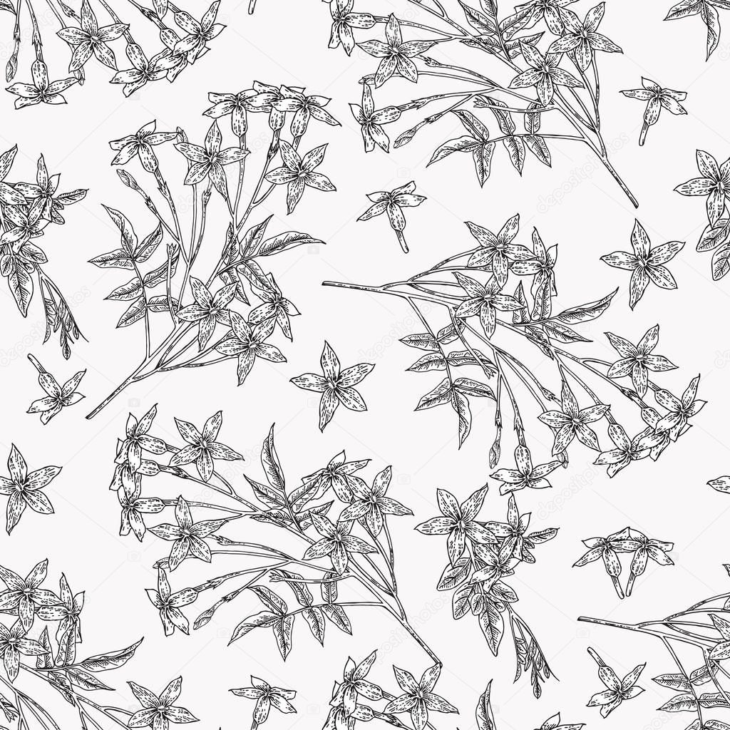 White jasmine seamless pattern. Jasminum officinale flowers and leaves. Summer plants hand drawn. Vector botanical illustration. Black and white graphic.