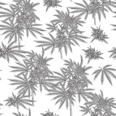 Esrar dikişsiz patten. Marihuana pantolon el çizilmiş. Tıbbi bitkiler el çizilmiş. Vektör botanik illüstrasyon.