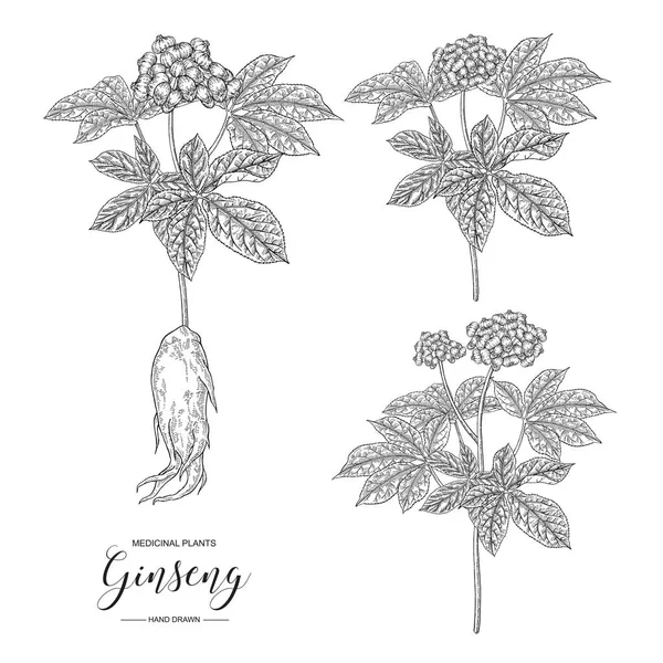 Panax ginseng. Ręcznie rysowane korzenia, liści i jagód z żeń-szenia na białym tle. Kolekcja roślin leczniczych. czarno-biały ilustracja wektor. — Wektor stockowy