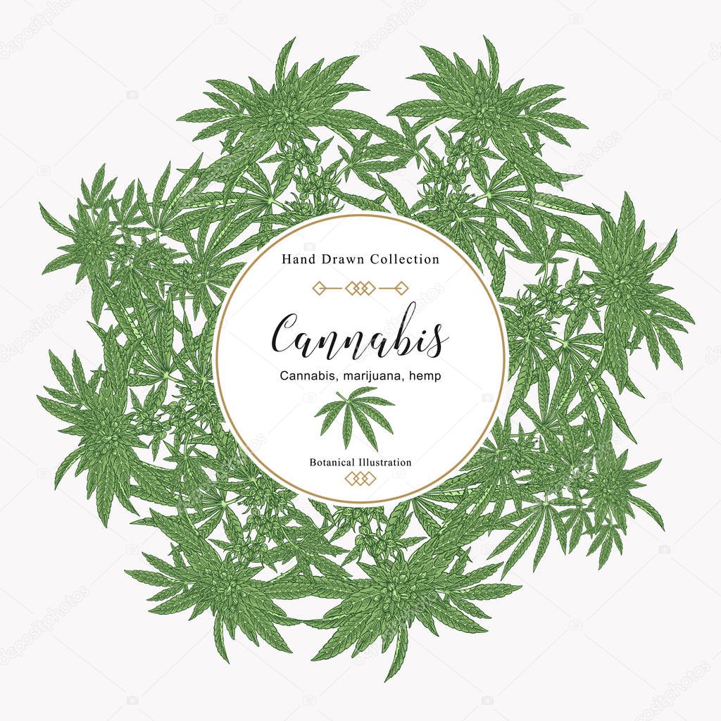 Cannabis background. Marijuana pant hand drawn. Medical plants hand drawn. Vector botanical illustration.