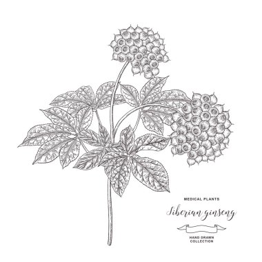 Sibirya ginsengi bitkisi. Eleutherococcus senticosus, eleuthero el çizilmiş. Kök, yaprak ve Ginseng çilek beyaz arka plan üzerinde izole. Tıbbi bitki toplama. Vektör çizimi. 