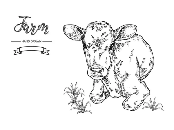 Tangan ditarik sapi berbaring di rumput. Calf, banteng, vektor sapi ilustrasi. Koleksi hewan ternak. Grafik hitam dan putih . - Stok Vektor