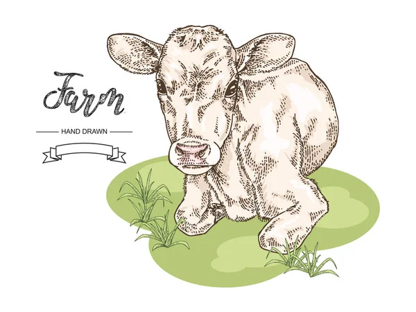 Vache colorée dessinée à la main couchée sur l'herbe. Veau, taureau, illustration vectorielle de bétail. Collecte d'animaux d'élevage . — Image vectorielle