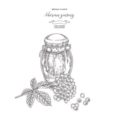 Sibirya ginsengi bitki el çizilmiş. Kök, yaprak ve Ginseng çilek beyaz arka plan üzerinde izole. Tıbbi bitki toplama. Vektör çizimi. 