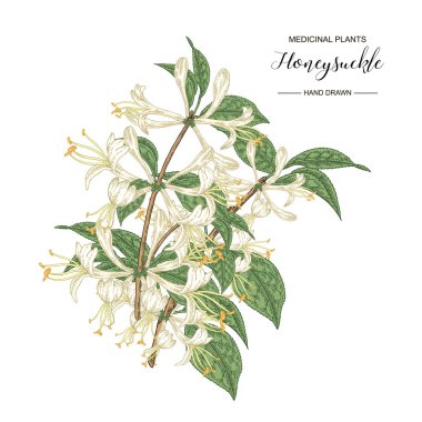Hanımeli dalı. El çizilmiş çiçekler ve lonicera japonica yaprakları. Tıbbi bitkiler koleksiyonu. Vektör illüstrasyon botanik. 