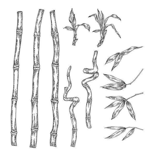 Une plante de bambou. Feuilles dessinées à la main et branches de bambou isolées sur fond blanc. Illustration botanique vectorielle . — Image vectorielle