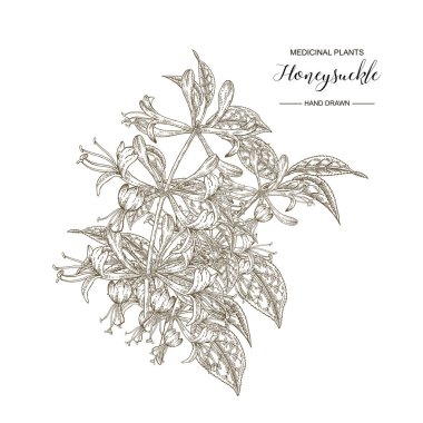 Hanımeli dalı. El çizilmiş çiçekler ve lonicera japonica yaprakları. Tıbbi bitkiler koleksiyonu. Vektör illüstrasyon botanik. Gravür stili. 