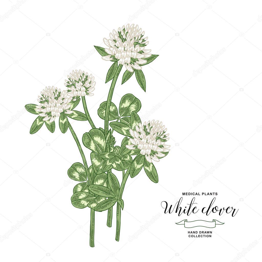 White clover plant. Hand drawn flowers and leaves of clover. Medical hebs collection. Vector illustration botanical. Vintage engraving.