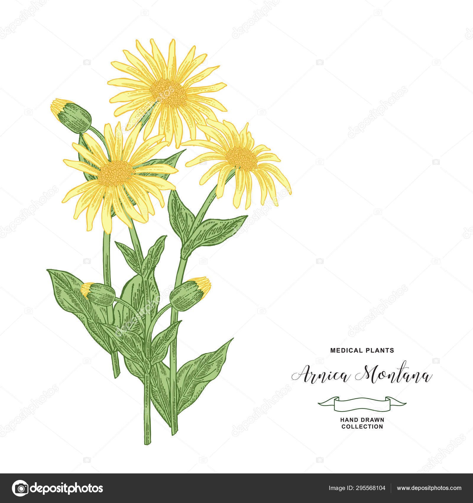 Arnica Montana Plant Hand Drawn Flowers And Leaves Of Arnica Medical Hebs Collection Vector Illustration Botanical Vintage Engraving Stock Vector Image By C Jka