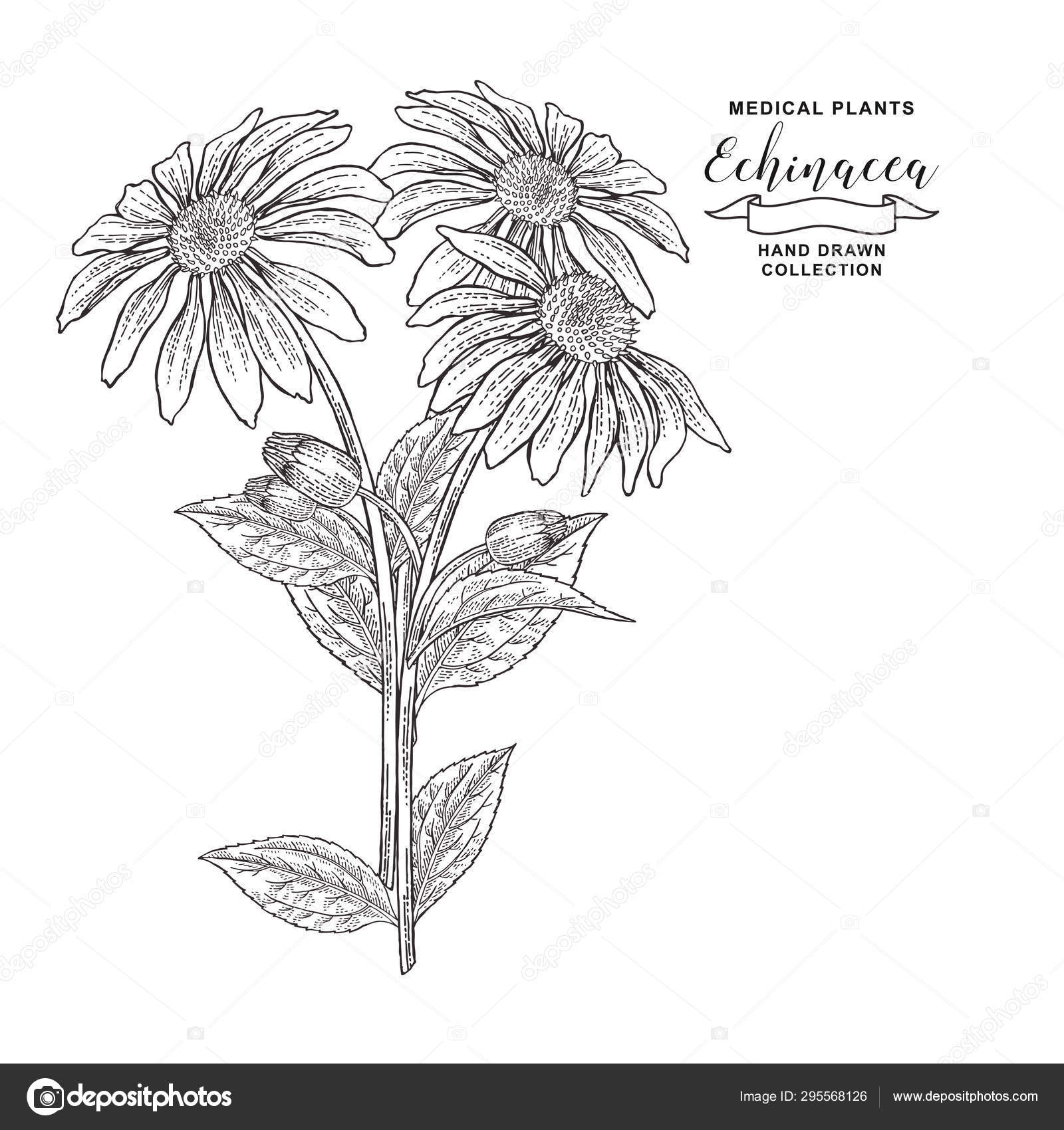 エキナセアピューレ植物 手描きの花とエキナセアの葉 医療ヘブコレクション ベクトルイラストボタニカル ヴィンテージ彫刻 ストックベクター C Jka
