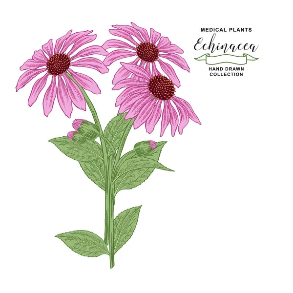 Ekinezya purpurea bitkisi. El çizilmiş çiçekler ve ekinezya yaprakları. Tıbbi hebs koleksiyonu. Vektör illüstrasyon botanik. Vintage gravür.