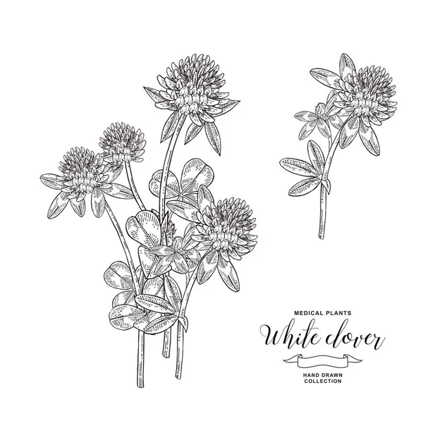 White clover plant. Hand drawn flowers and leaves of clover. Medical hebs collection. Vector illustration botanical. Vintage engraving. — Stock Vector