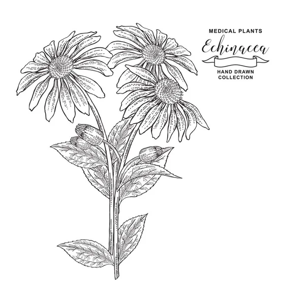 Echinacea purpurea plant. Hand getekende bloemen en bladeren van Echinacea. Medische HeBS collectie. Vector illustratie botanische. Vintage gravure. — Stockvector