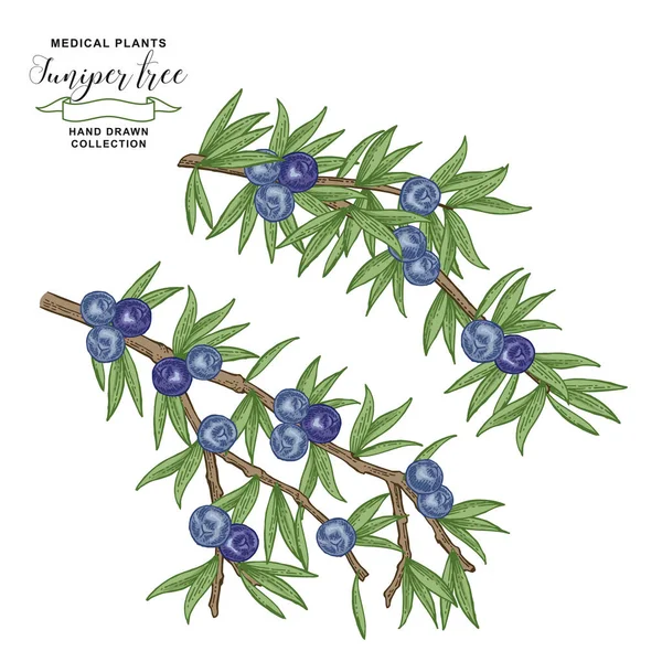 Juniper Tree Branch. Färgglada bär ans blad av enbär. Handritade Medicall-anläggningar. Vektor illustration botanisk. Gravyr stil. — Stock vektor