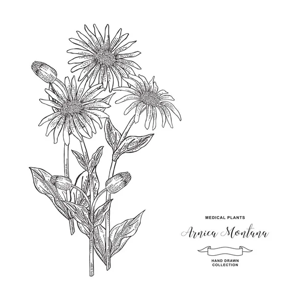 Planta de Arnica montana. Flores y hojas de árnica dibujadas a mano. Colección de robos médicos. Ilustración vectorial botánica. Grabado vintage . — Archivo Imágenes Vectoriales