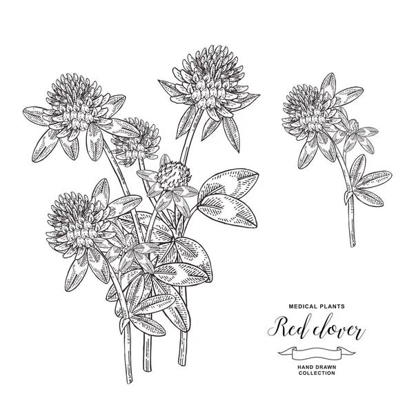 Red clover plant. Hand drawn flowers and leaves of clover. Medical hebs collection. Vector illustration botanical. Vintage engraving. — Stock Vector