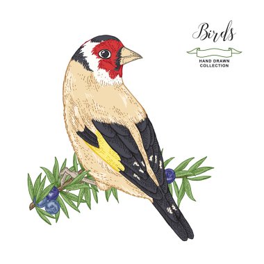 El çizilmiş Goldfinch ardıç dalı üzerinde oturuyor. Vektör illüstrasyon. Renkli gravür. Vintage kuş koleksiyonu. 