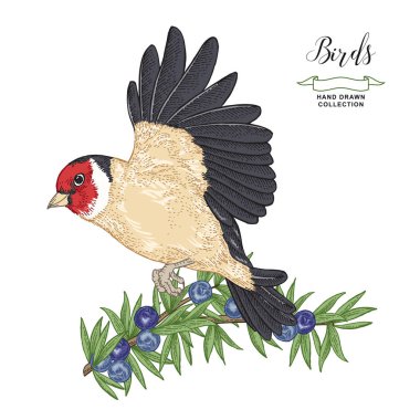 Elle çizilmiş uçan Goldfinch ve ardıç dalı. Vektör illüstrasyon. Renkli gravür. Vintage kuş koleksiyonu. 