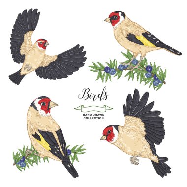 Elle çizilmiş kuşlar seti. Goldfinch ve ardıç dalı. Vektör illüstrasyon. Renkli gravür. Vintage koleksiyonu. 
