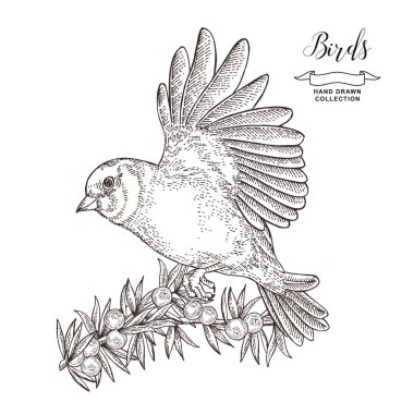 Elle çizilmiş kuş ispinoz. Uçan goldfinch ve ardıç dalı. Vektör illüstrasyon. Vintage gravür.
