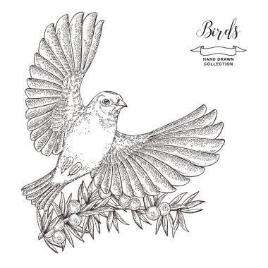 Elle çizilmiş kuş ispinoz. Uçan goldfinch ve ardıç dalı. Vektör illüstrasyon. Vintage gravür.