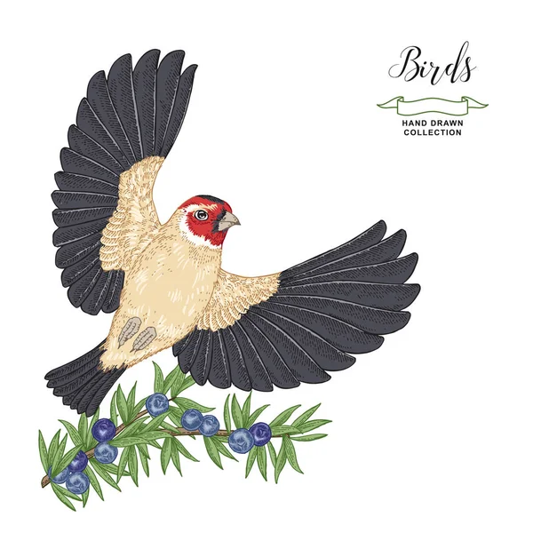 Elle çizilmiş uçan Goldfinch ve ardıç dalı. Vektör illüstrasyon. Renkli gravür. Vintage kuş koleksiyonu. 