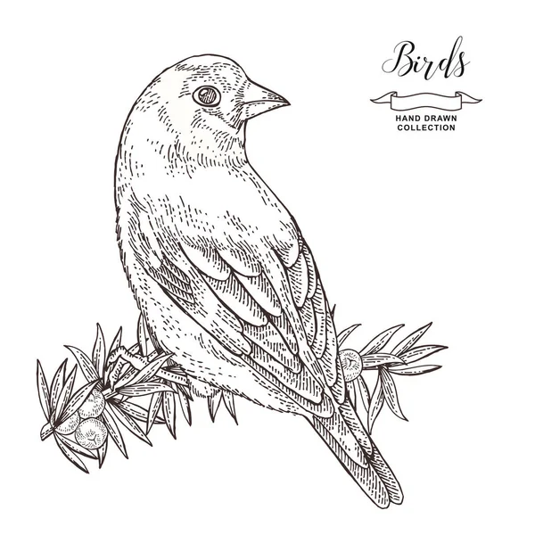 Handritad fågelfink. Goldfinch sitter på en Enbärs gren. Vektor illustration. Vintage gravyr. — Stock vektor