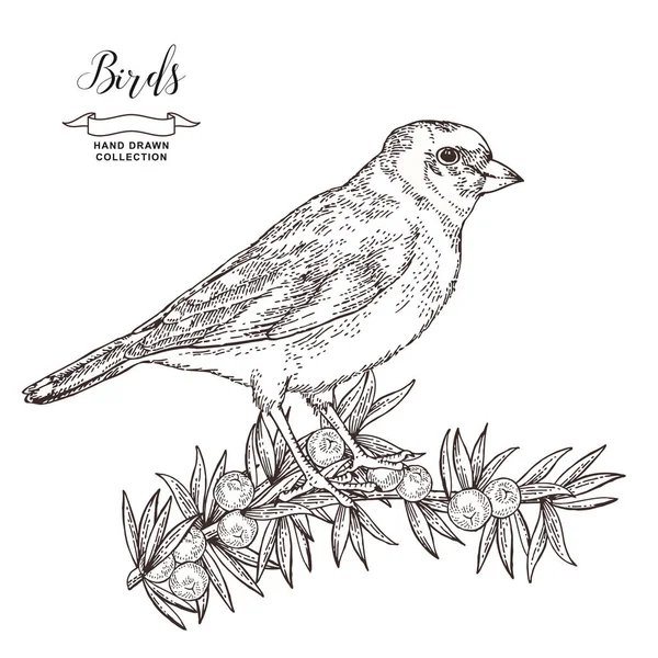 Pinson oiseau dessiné à la main. Chardonneret assis sur une branche de genévrier. Illustration vectorielle. Gravure vintage . — Image vectorielle