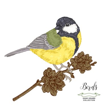 Çam dalı üzerinde oturan renkli kuş. Elle çizilmiş birşeyme. Vektör illüstrasyon. Vintage gravür tarzı.