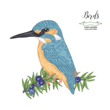 Ardıç dalında oturan renkli kuş. Elle çizilmiş kingfisher kuş. Vektör illüstrasyon. Vintage gravür tarzı.